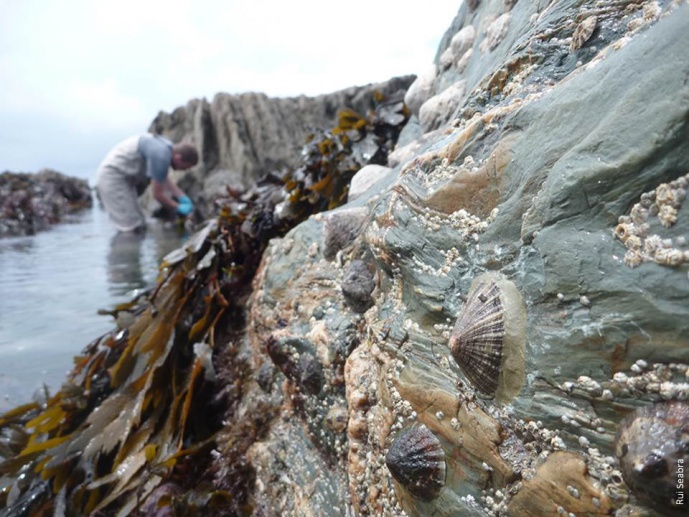 HINT - Impacts of climate change on European rocky intertidal ecosystems: coupling ecological, physiological and genetic approaches