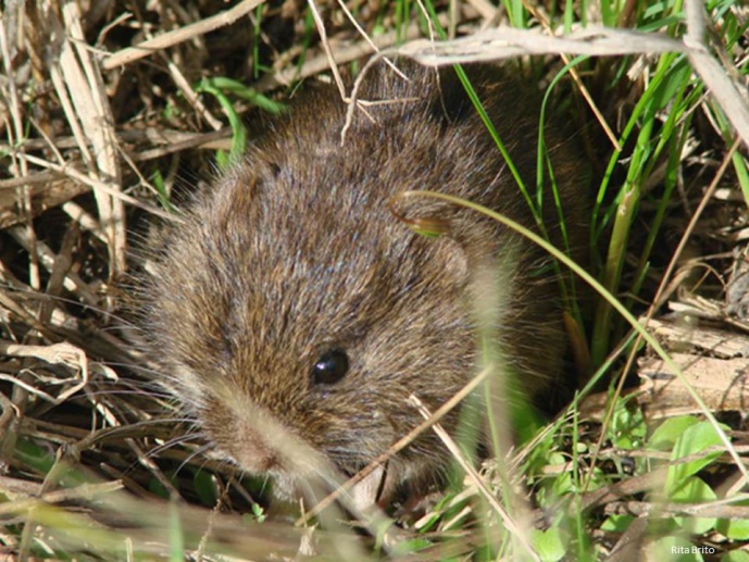 MateFrag - Impacts of habitat fragmentation on social and mating systems: testing ecological predictions for a monogamous vole through non-invasive genetics