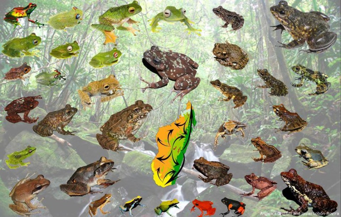 How and why species multiply? Disentangling the evolution of the mantellid frogs of Madagascar to unveil the determinants of species diversification