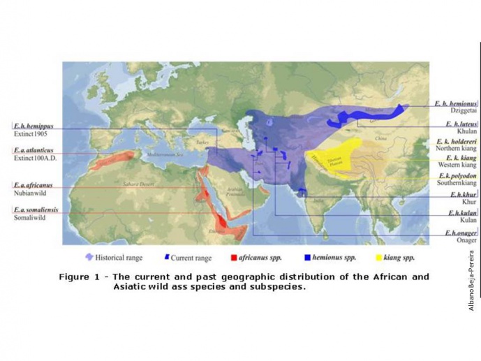 Genetic Diversity, Conservation and Phylogenetic History of the African Wild Ass <em>(Equus africanus</em>): A Non-invasive molecular Approach