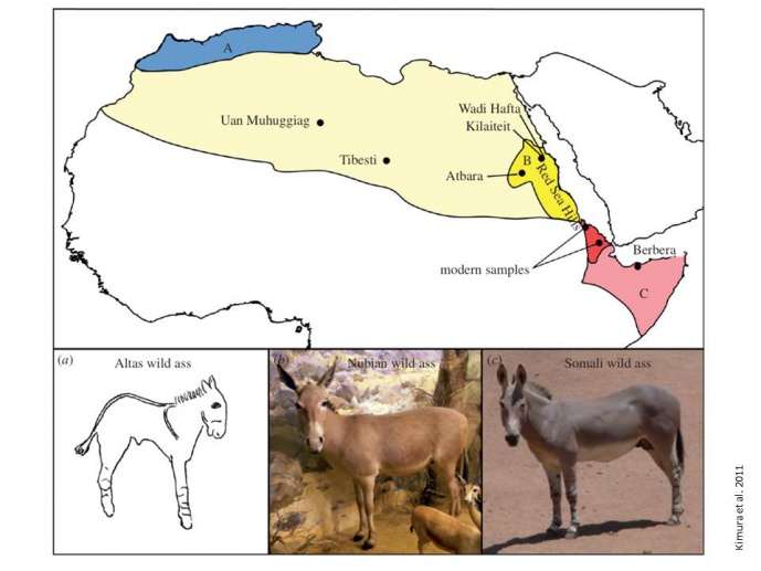 Domestication of the Donkey: Aridity, Mobility and the Development of African Pastoral Societies