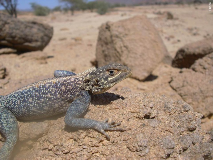 Conservation Status of <em>Agama tassiliensis</em> and <em>A. boueti</em> in the Termit Massif and Tin Toumma Desert (Niger)