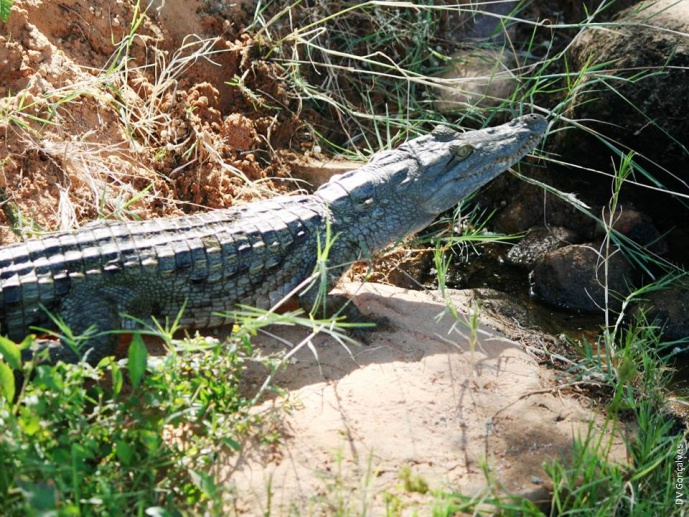Conservation Status of <em>Papio papio</em>, <em>Crocodylus niloticus</em>, and<em> Agama boulengeri</em> in Mauritania