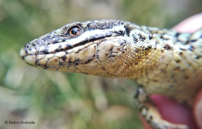 CONVERGE: Dissecting the molecular basis of convergent evolution in lizards