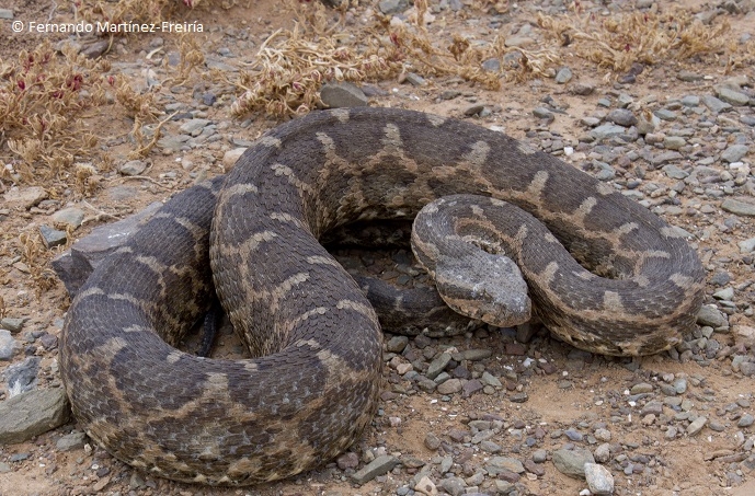 Evaluación del riesgo de mordedura de serpiente y variabilidad geográfica en la composición del veneno de la víbora del Magreb (<i>Daboia mauritanica</i>) y la víbora hocicuda (<i>Vipera latastei-monticola</i>) en el norte de Marruecos
