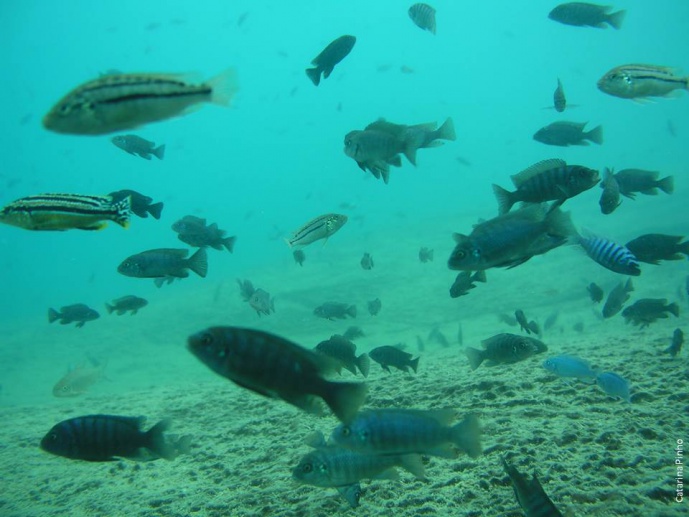 Divergence and speciation in Lake Malawi cichlids