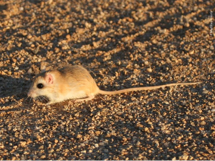 Diversity patterns in West Africa - the case of specious <em>Gerbillus</em> rodents