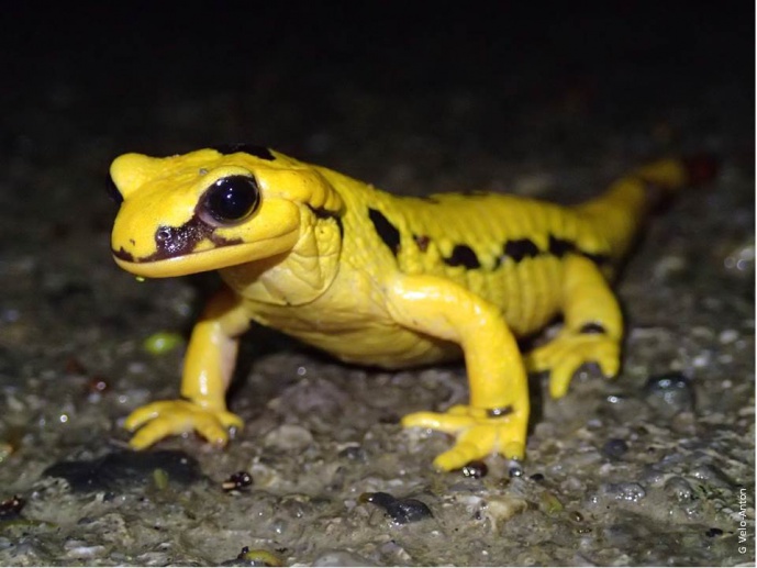 Ecological or genetic drivers leading to a reproductive mode transition? The origin of viviparity within the fire salamander (<em>Salamandra salamandra</em>)