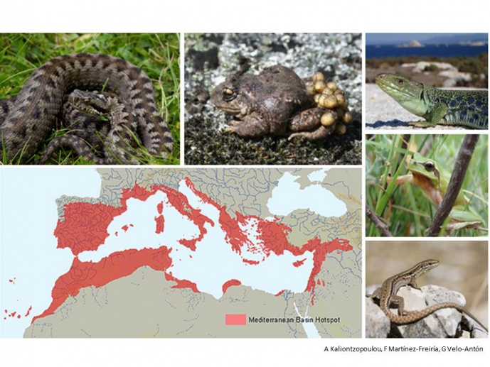 Evolving biodiversity: using evolutionary theory to understand what makes the Mediterranean one of the world&acute;s richest hotspots