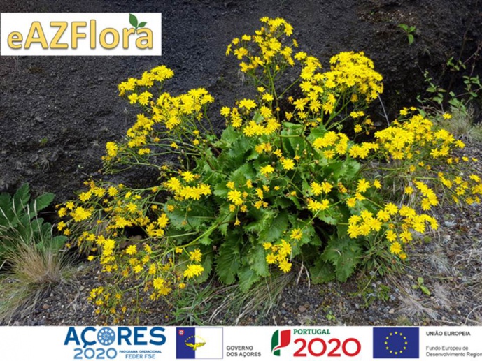 eAZFlora - Electronic Flora of the Azores for Smartphones and Tablets