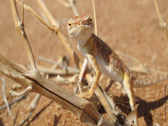 Arabian reptiles as a model to investigate how biodiversity is generated and maintained in arid areas
