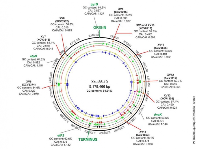 DNA array for in planta detection and genotyping of quarantine phytopathogenic bacteria