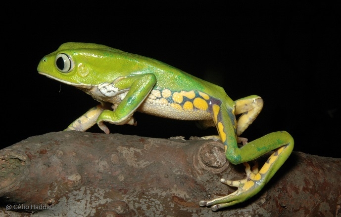 Colours hidden in the forest: evolutionary genomics of colour patterns in Neotropical frogs