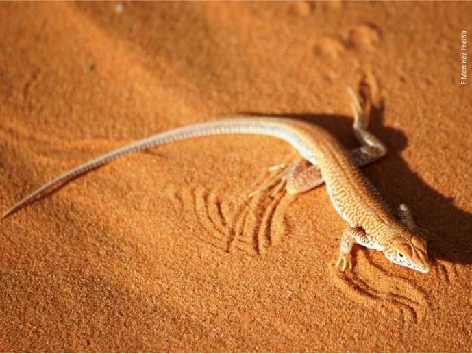 Phylogeography of the Spiny-footed lizards, <em>Acanthodactylus</em> spp., in West Africa