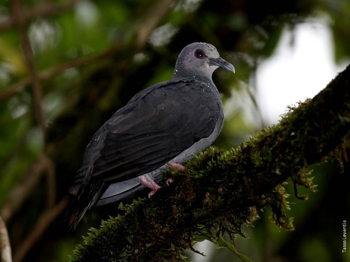 PIGEONS - Endemic pigeons of S&atilde;o Tom&eacute;: developing science-based conservation and sustainable use of African forest pigeons