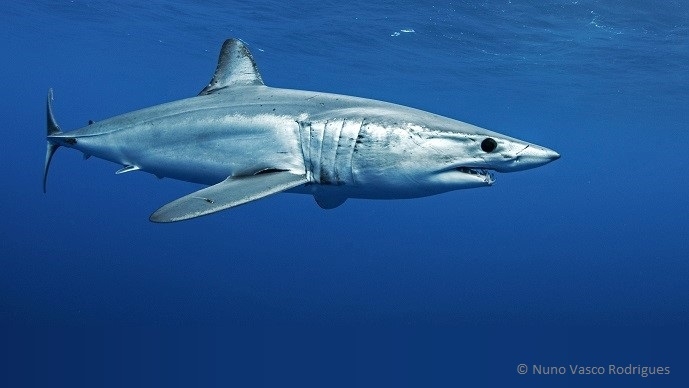 MAKO – Movements, behaviour and conservation of South Atlantic shortfin mako sharks in a changing climate