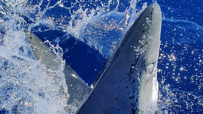 O2SHARK – Assessing impacts of climate change on habitat preferences of pelagic sharks through the development of novel satellite tags