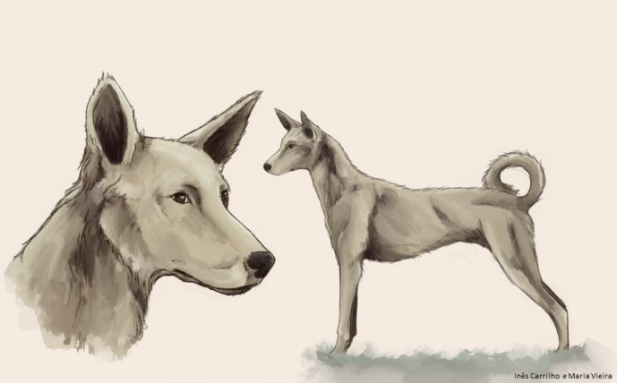 Tracing the origins and evolutionary paths of the Iberian and the Maghreb Dog (WOOF)