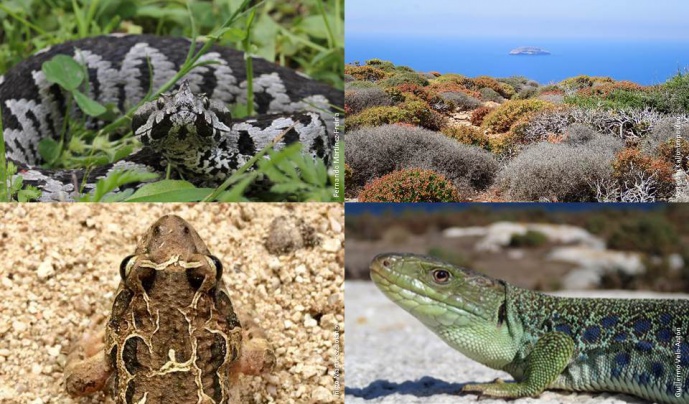 MEDBIODIV: Linking phenotypes to diversification dynamics to decipher the temporal and spatial scaling of biodiversity evolution in the Mediterranean Basin