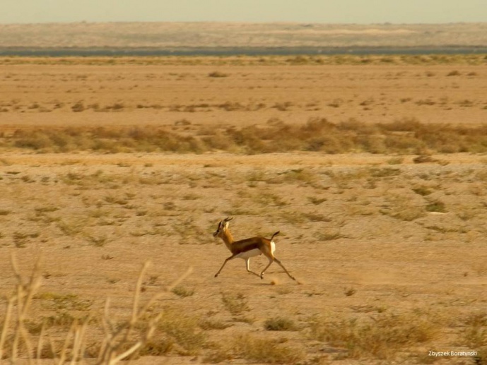 Combining ecological niche-based modelling and landscape genetics for conservation planning of endangered North African gazelles