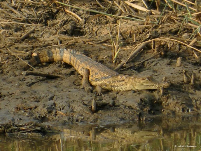 Conserving desert biodiversity through crocodile-based ecotourism in Mauritania