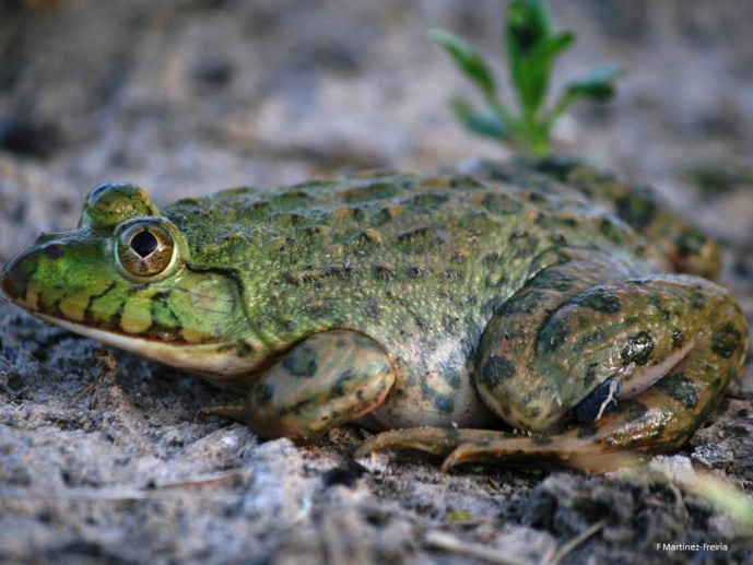 Relict or endemic? Frog highlanders and the role of mountains and climatic fluctuations in the diversification of desert anuran