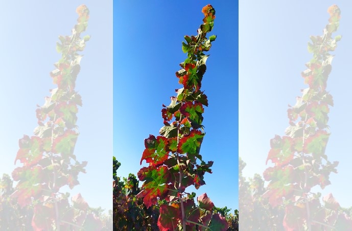 A genomic approach to study heat stress resistance in grapevine