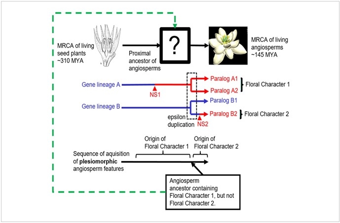 Infer_Anth - Inferring missing links in the origin of angiosperms from their ancestralized developmental regulators
