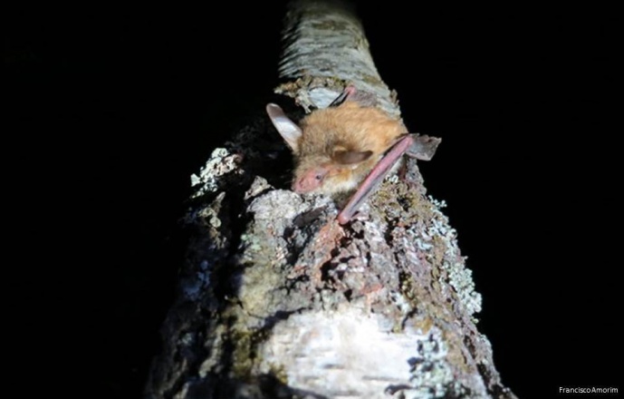 BatPine - Promoting the resilience of ecosystem services to climate change: a case study with pine plantations, pine processionary moth and bats