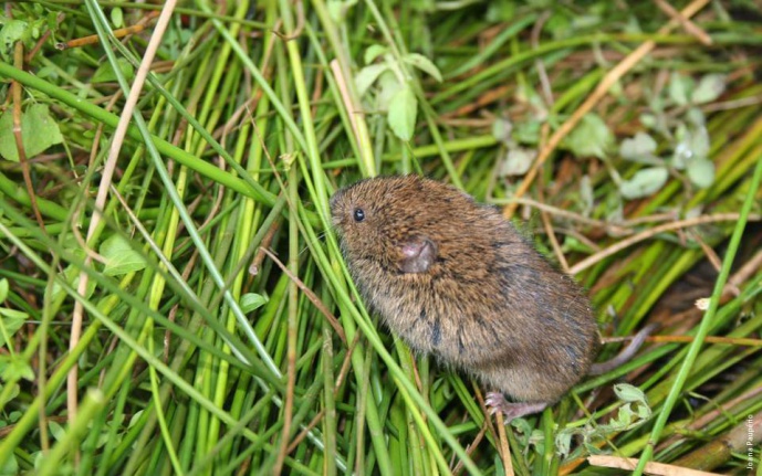 AGRIVOLE &ndash; The role of voles in agroecosystems: Linking pest management to biodiversity conservation under environmental change
