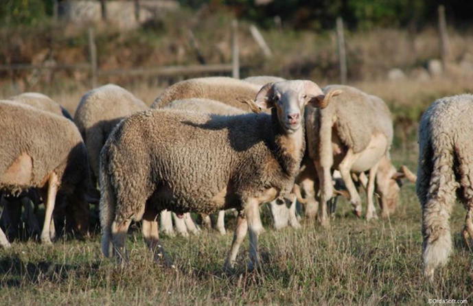 Genome and Rumen Characterization of Native Portuguese Domestic Sheep (GERUOVI)