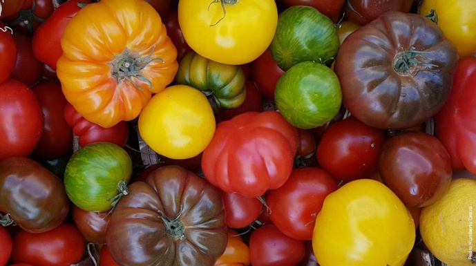 TomaZinco - Producing a high value and functional zinc-biofortified tomato