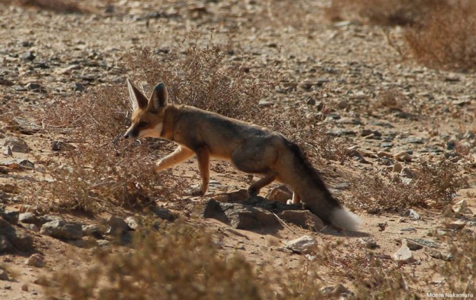 HOTFOXES - Life in the desert: deciphering the genomic architecture of extreme-environment adaptation using North-African foxes