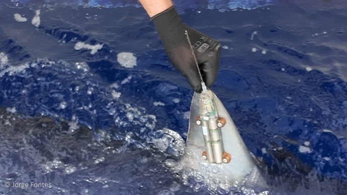 Ocean Deoxyfish – Ocean deoxygenation effects on threatened top predators: New understanding and predictions from novel bio-logging instruments and data