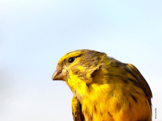 Why be so colorful? Sexual selection and the evolution of coloration in a sexually dichromatic cardueline finch: the Serin.