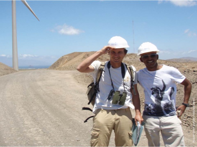 Monitoring the environmental impact of the wind farm in S. Vicente Island on the Cape Verdean wall gecko, <em>Tarentola substituta</em>